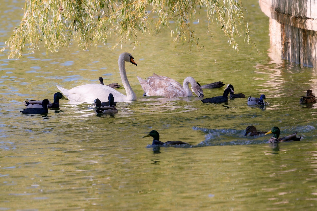 diversiteit en inclusie, uitgebeeld met allerlei soorten watervogels gemoedelijk bij elkaar